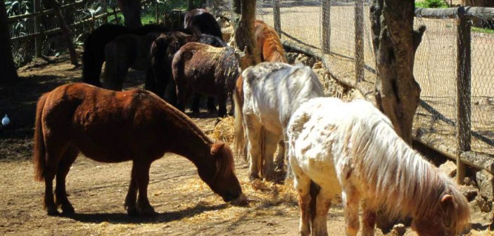 ponis-parque-oreneta