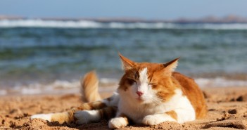 beach cat