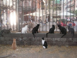 cat garden