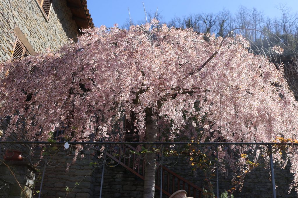 Rupit Blossom 