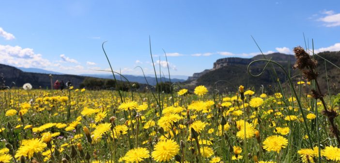 Natural Park of Collsacabra