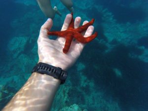 starfish in hand