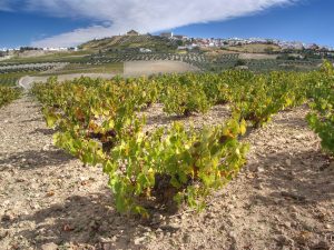 grape vines