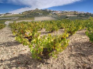 grape vines