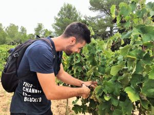 Grape picking