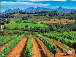 Penedès winery